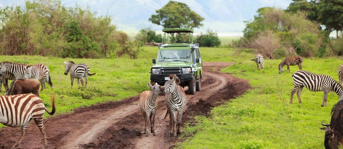 Safari Tours in Africa